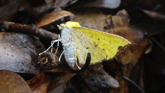 Corymica