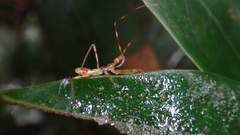 Epidaus