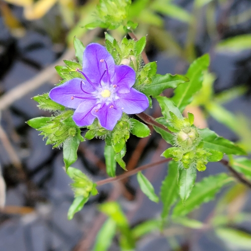 Skyflower (Hydrolea corymbosa)