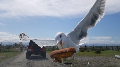 California Gull｜加州鸥 参考照片