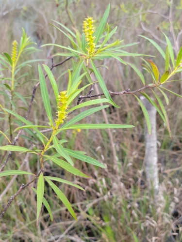 Image of Stillingia aquatica by (c) Jay Horn, some rights reserved (CC BY)