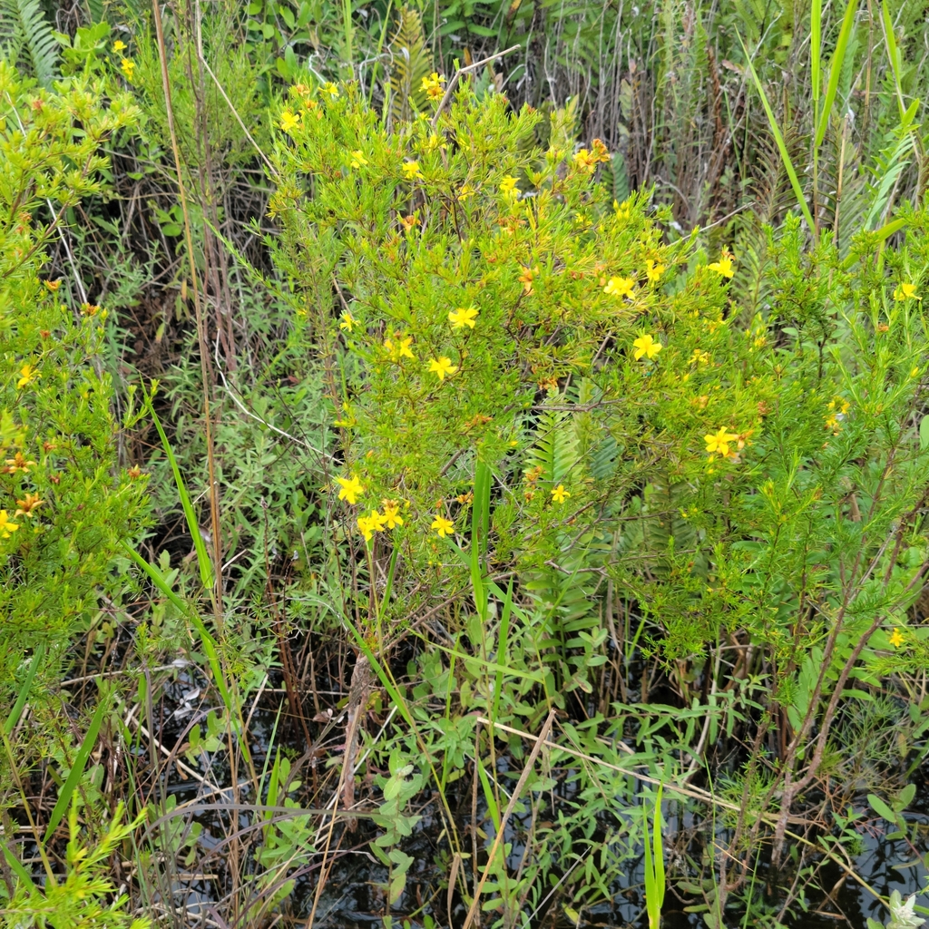 Peelbark St. Johnswort (Hypericum fasciculatum)
