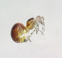 Anelosimus vittatus