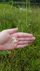 Oenothera suffulta