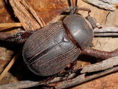 Adoryphorus coulonii