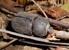 Adoryphorus coulonii