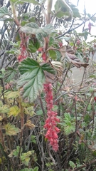 Ribes hirtum