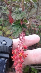Ribes hirtum
