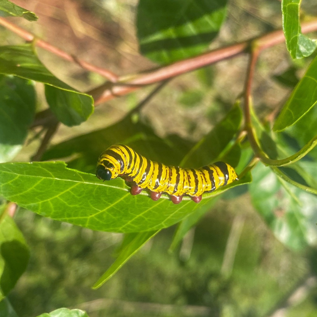 Tecmessa elegans