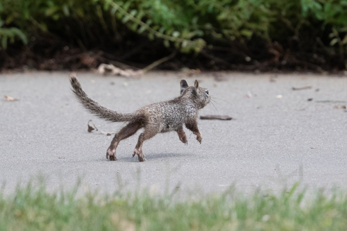Douglas's Ground Squirrel (Otospermophilus douglasii), a species recorded in Washington