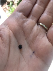 Chilocorus stigma