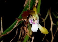 Sarcochilus australis