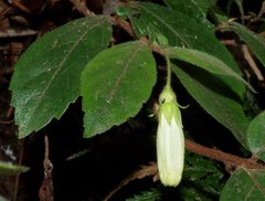 Fieldia australis