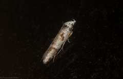 Oxythecta hieroglyphica