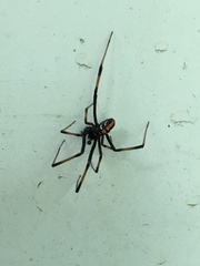 Latrodectus variolus