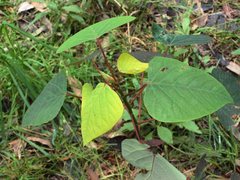 Homalanthus populifolius