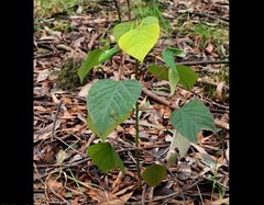 Homalanthus populifolius