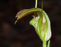 Pterostylis grandiflora