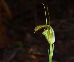 Pterostylis grandiflora