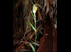 Pterostylis grandiflora