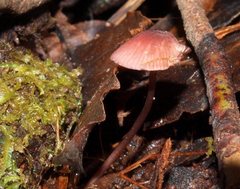 Mycena kurramulla