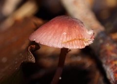 Mycena kurramulla