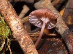 Mycena kurramulla