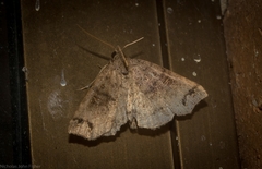 Lithilaria proestans