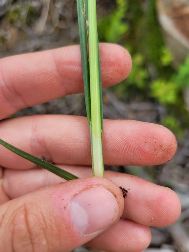 Image of Carex ormostachya by (c) Sam Turner, some rights reserved (CC BY)