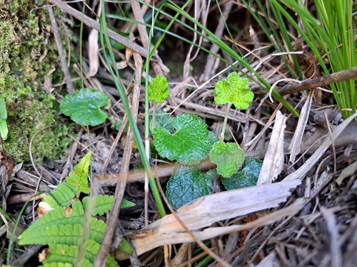 Rubus rolfei