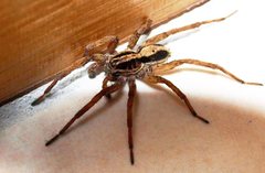 Venatrix pseudospeciosa