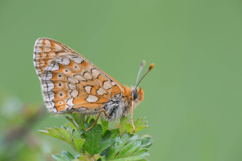 Marsh Fritillary, 26400 Gigors-et-Lozeron, France, photo 6 of 10