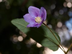 Howittia trilocularis