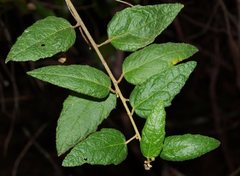 Howittia trilocularis