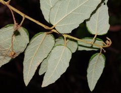 Howittia trilocularis