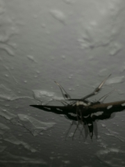 Desmia maculalis