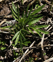 Jacobaea cannabifolia