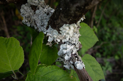 Parmotrema tinctorum