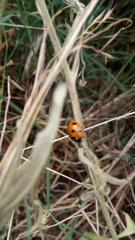 Coccinella algerica