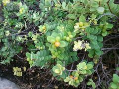 Wikstroemia uva-ursi