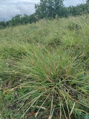 Sesleria sadleriana