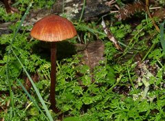 Laccaria canaliculata