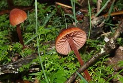 Laccaria canaliculata