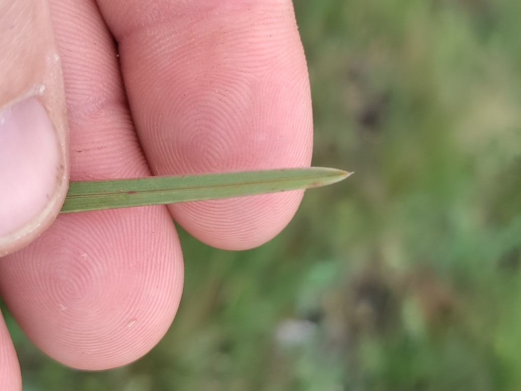 Sesleria sadleriana; photograph (c) David Sandler, some rights reserved (CC BY)