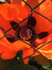 Papaver