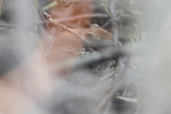 Craseomys rufocanus