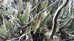 Elaphoglossum mathewsii