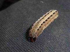 Proteuxoa sanguinipuncta