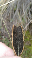 Elaphoglossum mathewsii image