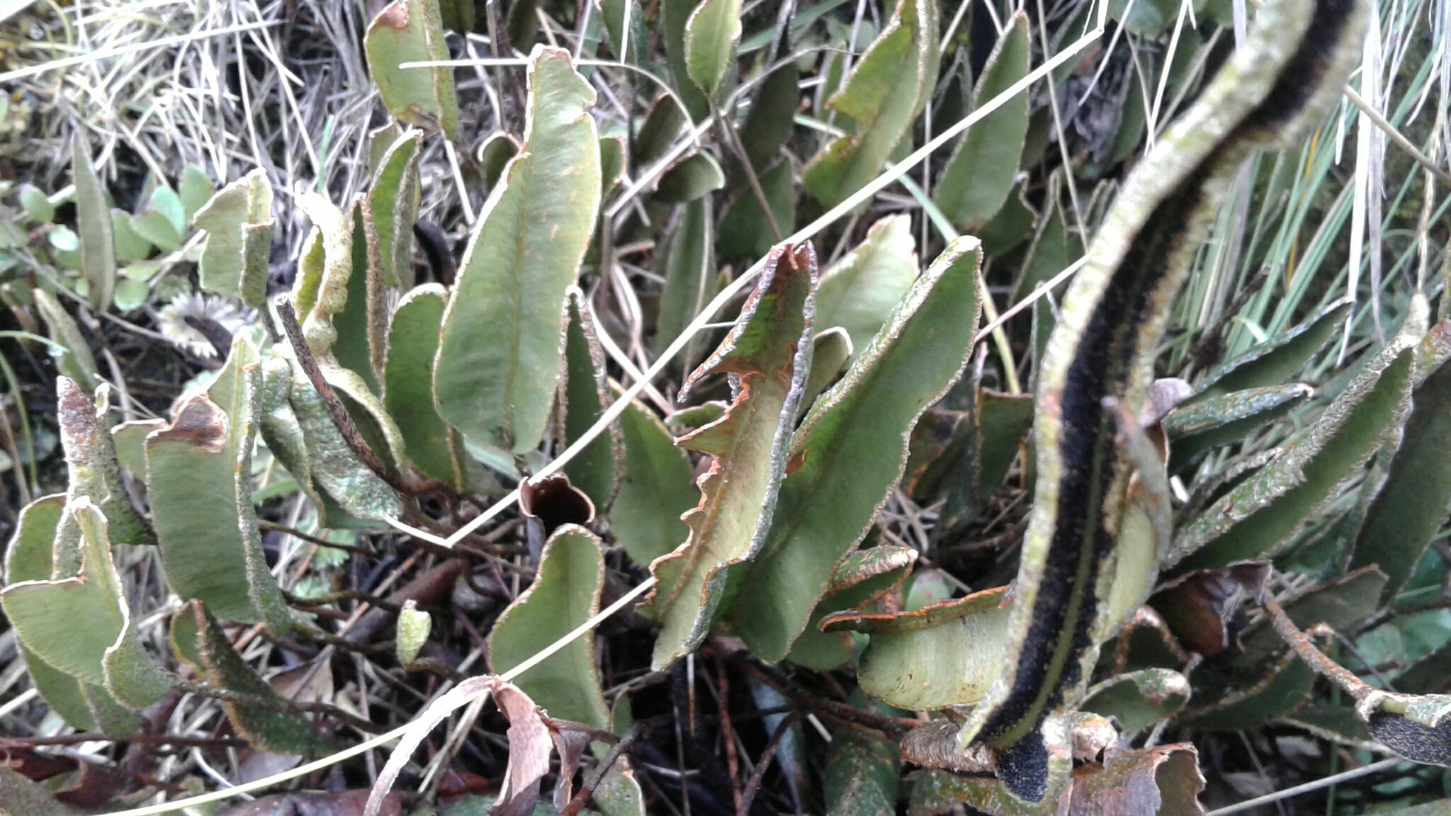 Elaphoglossum mathewsii image